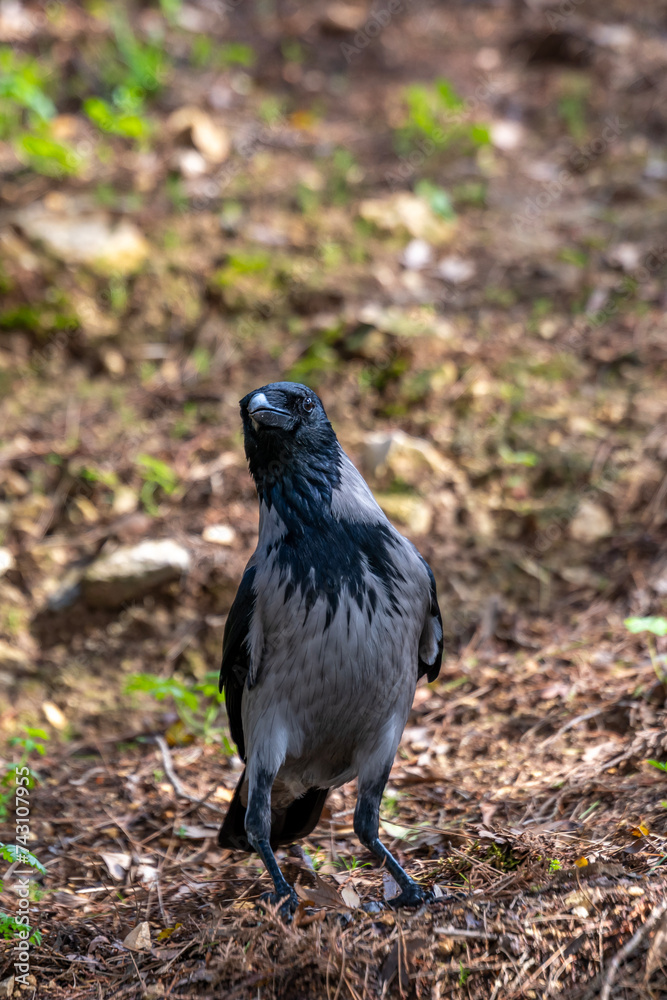 Obraz premium Close up of a grey and black Hooded Crow in Israel also called scald-crow or hoodie. It is a Eurasian bird who's scientific name is Corvus cornix. It is an invasive species in Israel. 