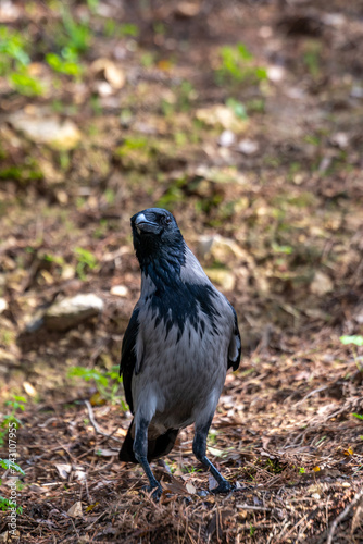 Close up of a grey and black Hooded Crow in Israel also called  scald-crow or hoodie. It is a Eurasian bird who s scientific name is Corvus cornix. It is an invasive species in Israel. 