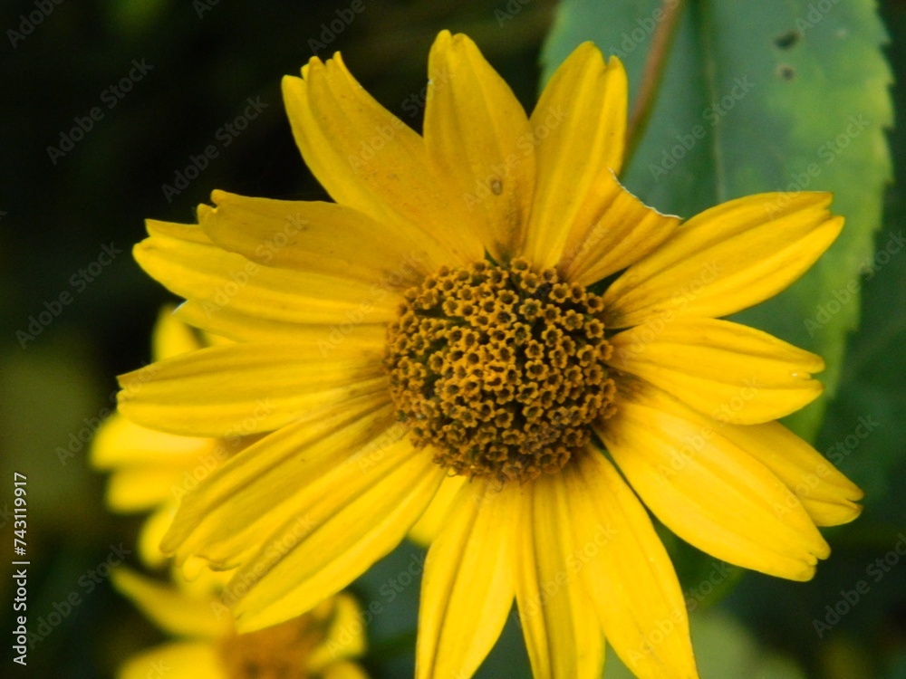 Bright yellow rudbeckia or Black Eyed Susan flowers in the garden. Bright yellow rudbeckia or Black Eyed Susan flowers in the garden.
