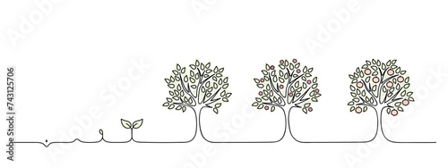 apple tree growth cycle, growing tree lineart, black line vector illustration, design element, grow a garden