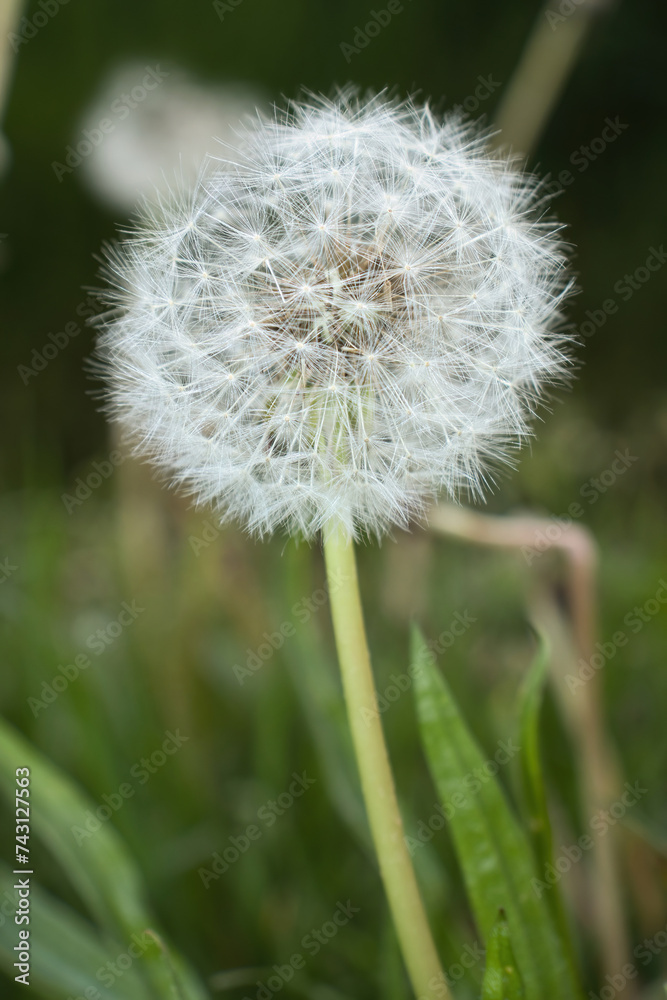 Fototapeta premium White seeds on a dandelion in a field on a spring day near Potzbach, Germany.