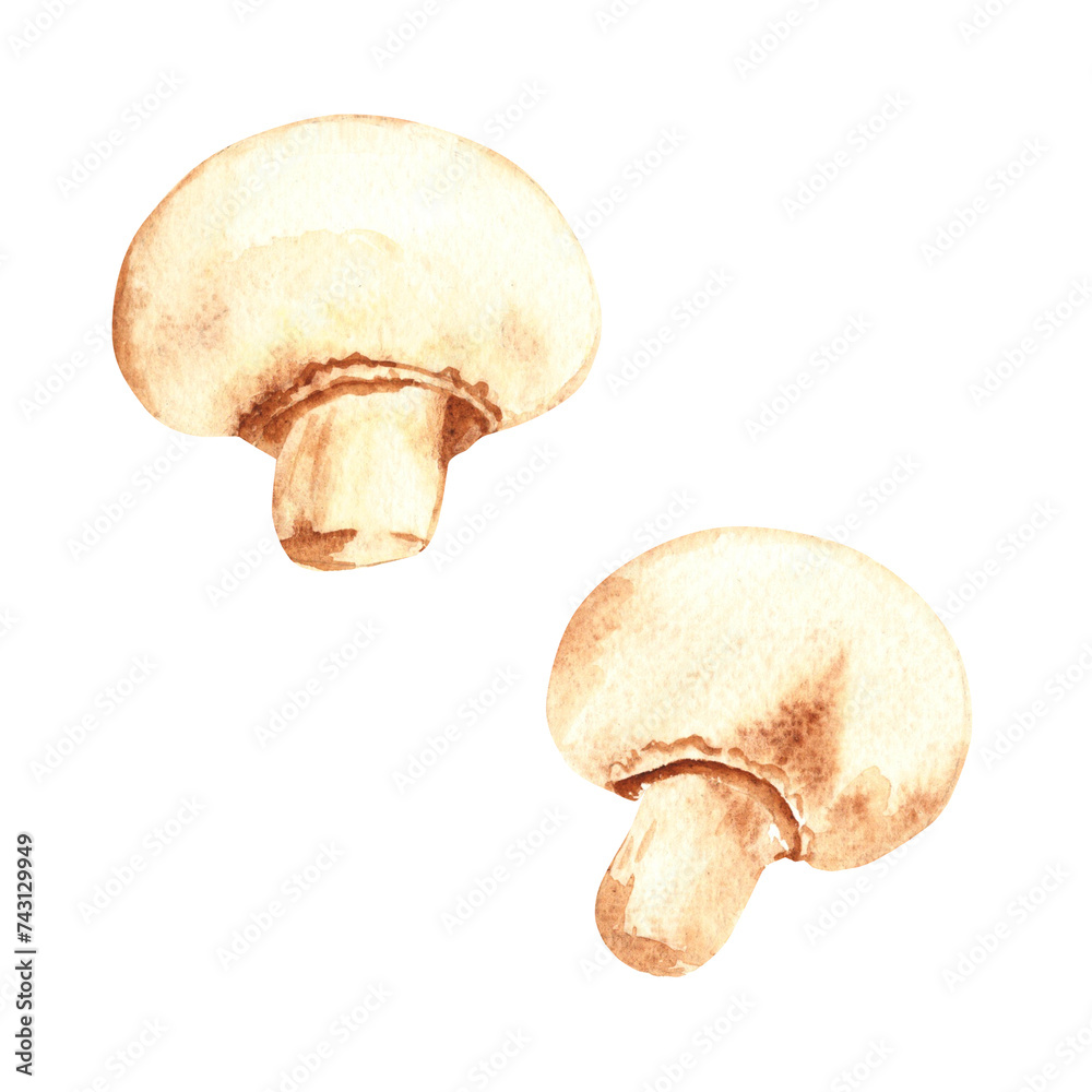 Watercolor fresh champignon mushrooms. Hand painted vegetable illustration in vintage style isolated on a white background.