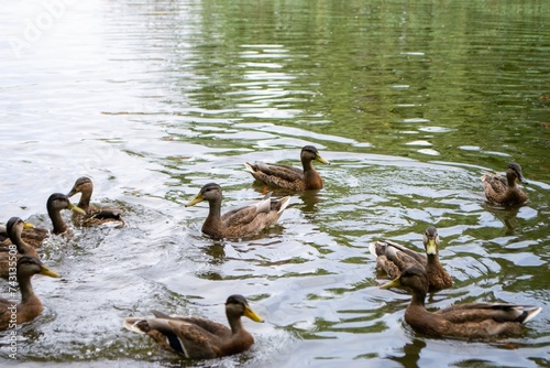 Ducks enjoying pond life during an overcast day © Luci