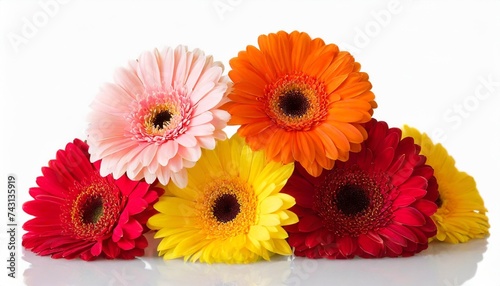 stack colorful gerber flowers isolated on white