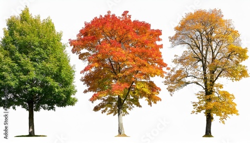 set of 4 autumn large and medium ash fraxinus trees isolated png on a transparent background perfectly cutout