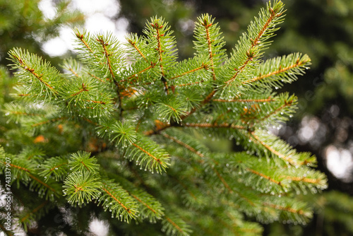 Close-up of a spruce branch