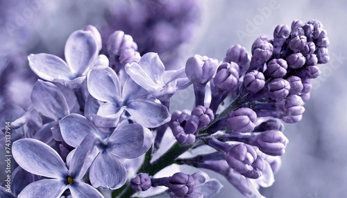 bud of blooming lilac in trendy tone of very peri 17 3938 close up color of the year 2022 close up view