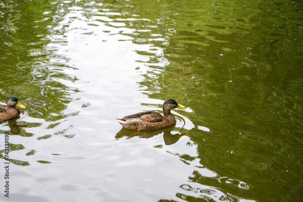 Ducks enjoying pond life during an overcast day Ducks enjoying pond life during an overcast day