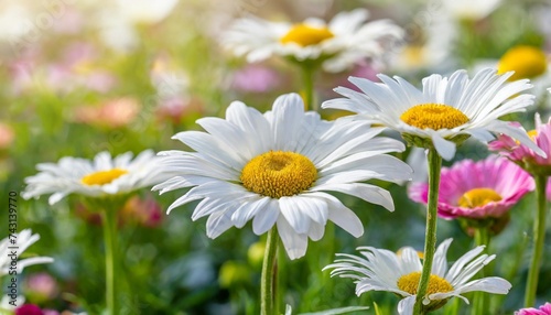 beautiful white daisies marguerite in colorful flowerbed panoramic format white copy space