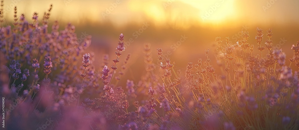 A field filled with blooming purple flowers under the bright sun, creating a vibrant and colorful scene in nature. Lavender bushes add to the aromatic beauty of the setting.