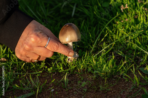 Mushrooms freshly plucked from the ground. Mushrooms in human hands