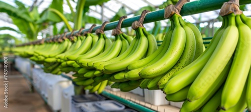 Organic ripe bananas hanging on tree in greenhouse with copy space, healthy fruits concept