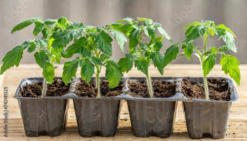 side view of a pack of four tomato seedlings solanum lycopersicum or lycopersicon esculentum ready to be transplanted into a home garden isolated photo