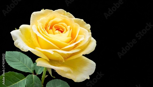 yellow rose flower on isolated background with clipping path closeup for design transparent background nature