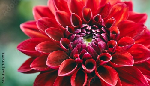 close up of red dahlia flower macro image of a bright red dahlia flower in fresh blossom isolated macro photo © Patti