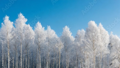 a forest of mostly birch trees covered with hoarfrost on a cold and frosty clear day against clear blue sky