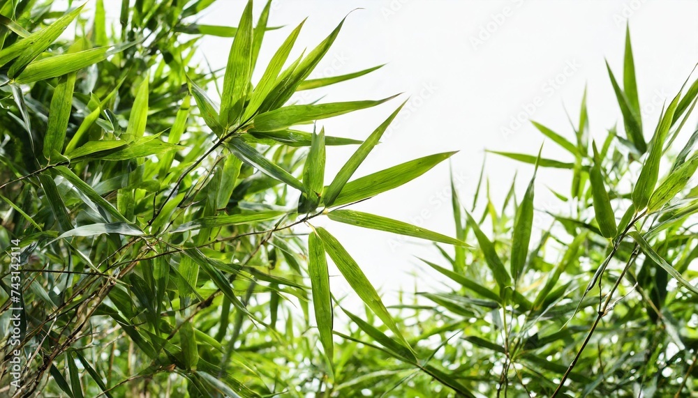 branches of green bamboo isolated on white background branches of green bamboo isolated on white background