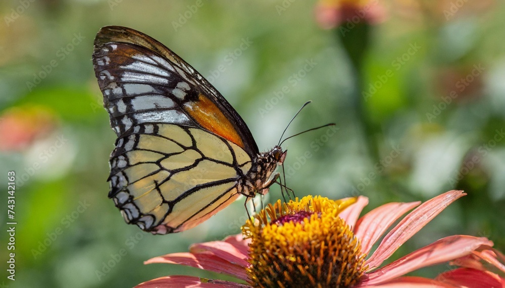 butterfly on a flower butterfly on a flower