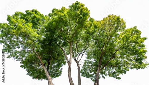 forest top view group of trees sycamore platanus maple street trees in overcast light with shadow isolated png on a transparent background perfectly cutout photo