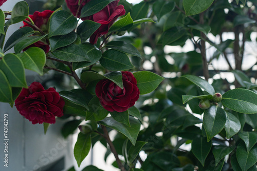 A close-up photograph of several red camellia buds, slightly out of focus, among green leaves.