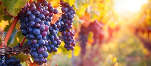 A cluster of ripe purple grapes hang from a vine in a vineyard during harvest time. The grapes are plump and juicy, ready to be picked. photo