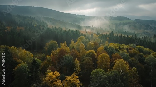 Foggy forest, drone shot