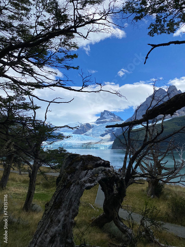 El calafate,