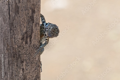 Small spotted lizard in the shade of a wooden post photo