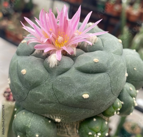 Lophophora Flower  photo