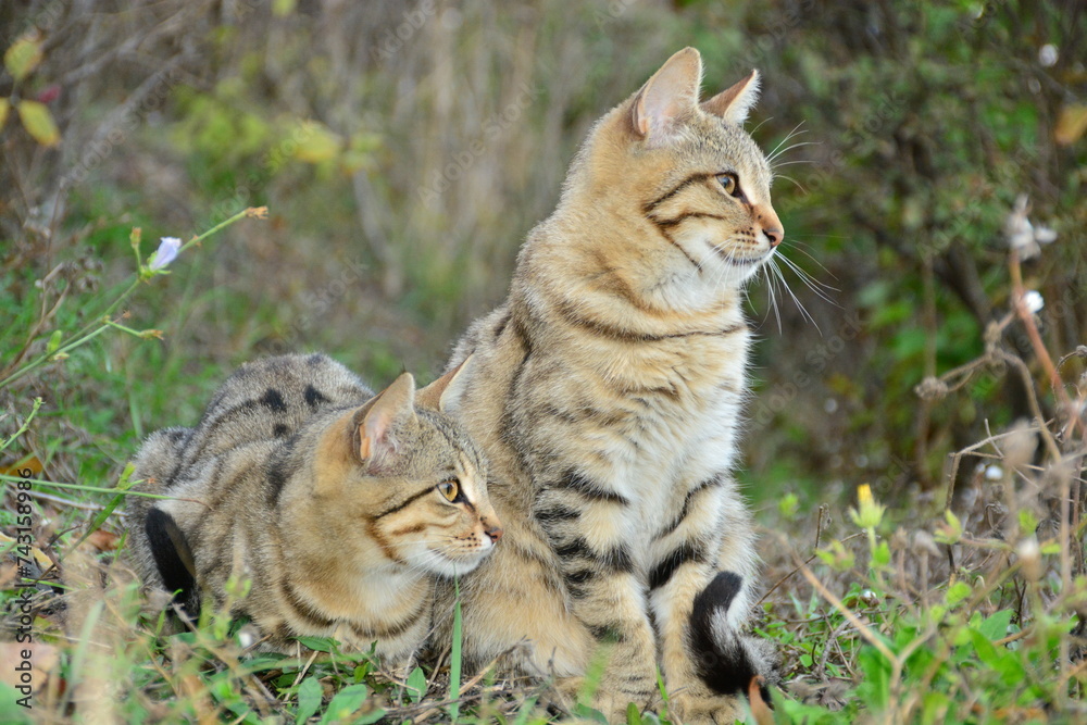 wild cats in the grass wild cats in the grass