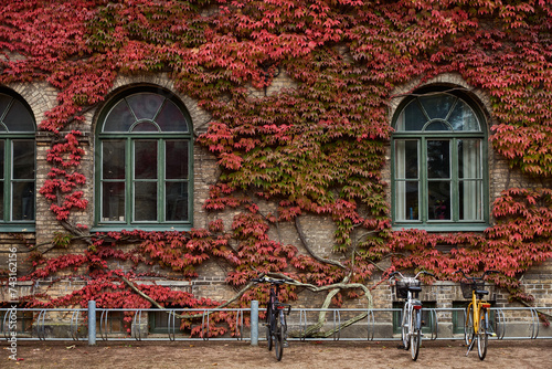 Red ivy in autumn climbing on an old college building facade surrounding arched windows. Bicycles parked by a old campus exterior covered by red ivy plant in the Swedish autumn. Scandinavian lifestyle photo