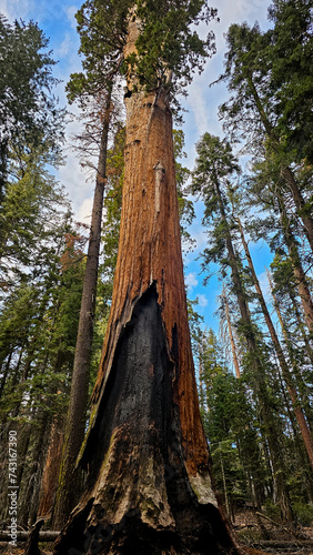 The Sequa Tree That Survived Fire photo