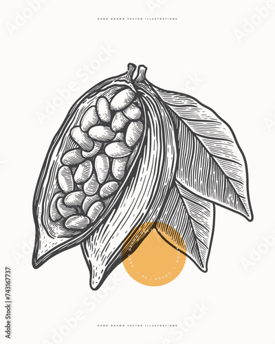 Open pod of cocoa bean in engraving style. Hand-drawn plant for making chocolate. The concept of organic food. Vector vintage illustration.