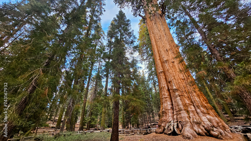 Fototapeta premium Giant Sequoia Trees in the Forest