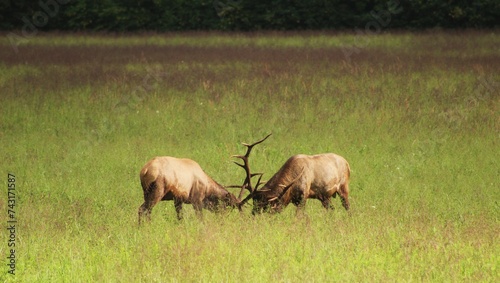 Canvas Print elk in national park