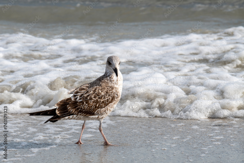 Lesser Blacked-backed Gull with winter coat on Sanibel Island. Lesser Blacked-backed Gull with winter coat on Sanibel Island.