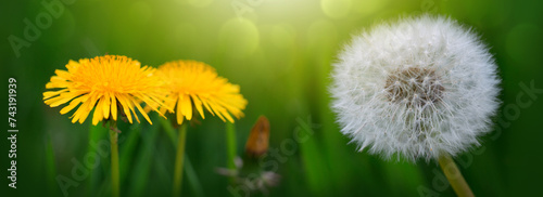 Spring flowers of dandelions in green grass backgrounds.