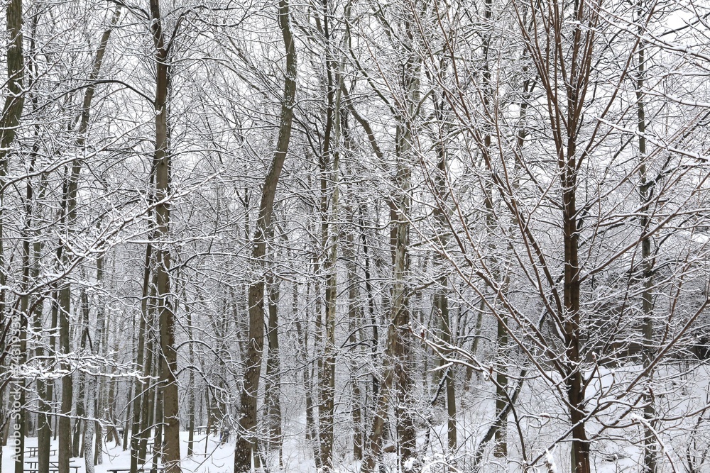 Fototapeta premium A Celebration Of Snow