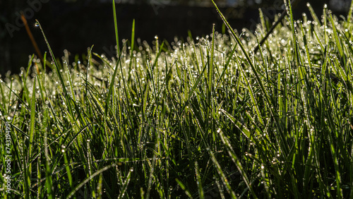 Grass and dew