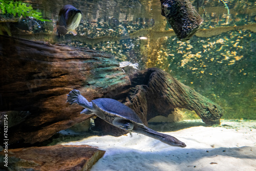 Long-necked turtle under the surface. photo