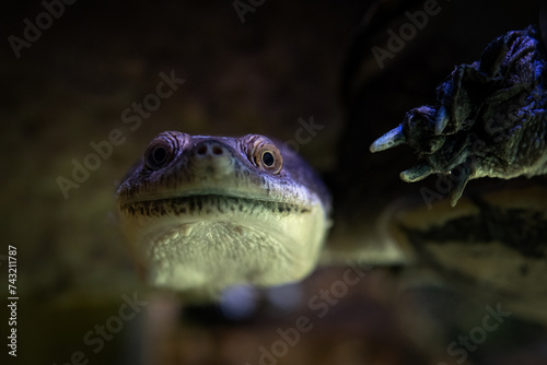 Close-up of the long-necked turtle's head underwater. photo