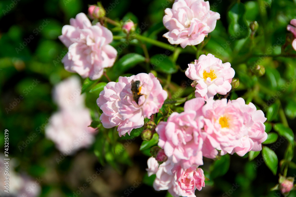 Beautiful roses Bush in garden, roses for Valentine Day. Beautiful roses Bush in garden, roses for Valentine Day.
