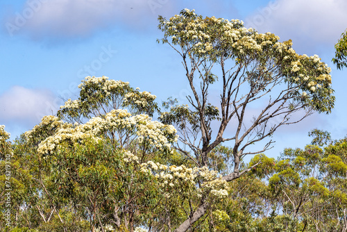 Red Bloodwood Tree in flower photo