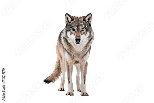 Gray wolf standing  full body  isolated on white background