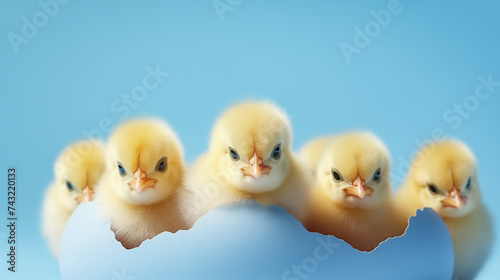Cute yellow baby chicks hatching from blue Easter egg isolated on pastel blue background with copy space 