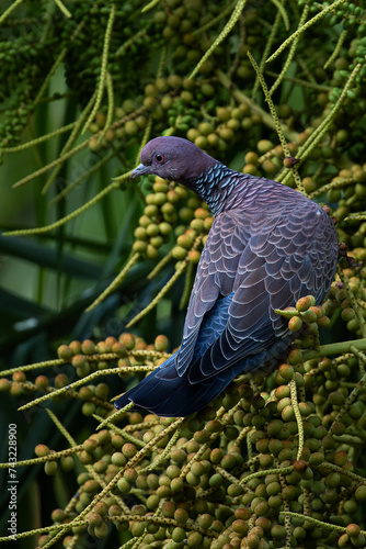 Detailed plumage. Back view of Picazuro pigeon (Patagioenas picazuro) perched.  photo