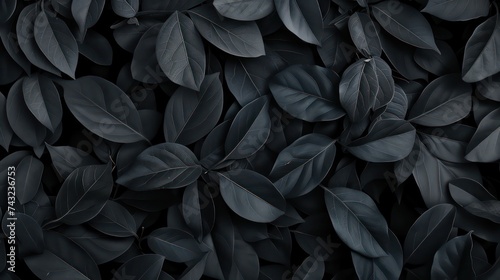 Dark black tropical leaf group background. Nature panoramic background concept, black and white photo.