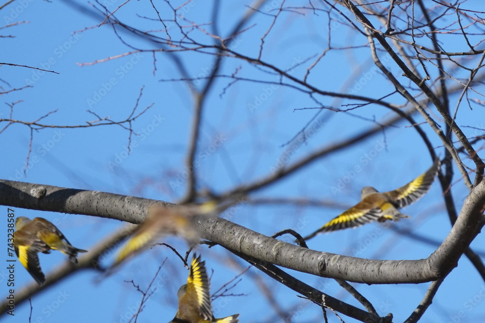 oriental green finch in a forest oriental green finch in a forest