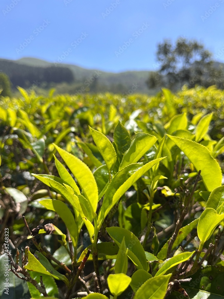 green tea leaves