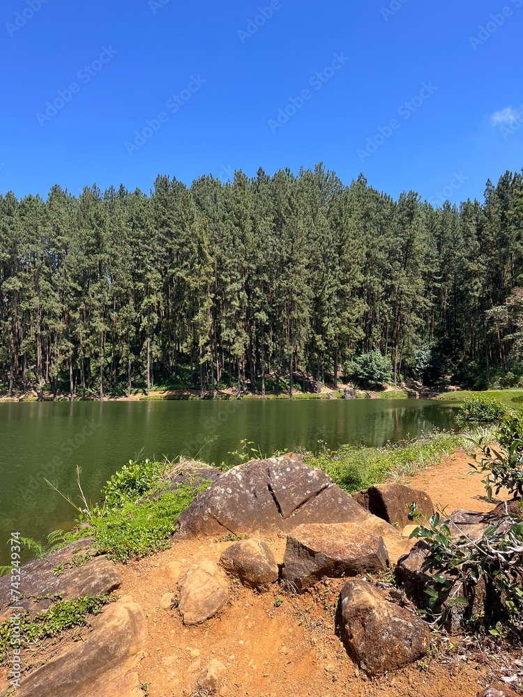 river in the forest
